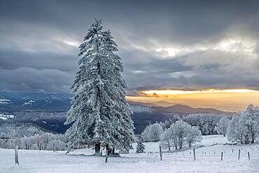 Snowy landscape at sunset on the Kandel, Black Forest, Freiburg, Baden-Wuerttemberg, Germany, Europe