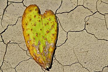 Fallen leaf of a chumbo in heart shape on clay soil, heart of nature, natural heart, heart shape, symbol of love, sign of love, love symbol, proof of love, heart symbol, organ heart, kindness, affection, inflamed, in love, crush, colour red, heart emoji, Spain, Europe