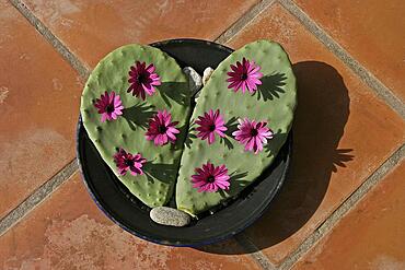 Two chumbo cacti shaped into a heart, chumbo decoration with flowers on plate, heart, heart of nature, natural heart, heart shape, symbol of love, sign of love, love symbol, proof of love, heart symbol, organ heart, kindness, affection, inflamed, in love, crush, colour red, heart emoji, Spain, Europe