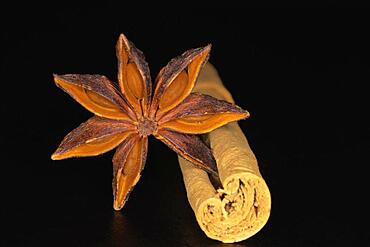 Star anise (Illicium verum) and chinese cassia (Cinnamomum cassia), studio photography with black background