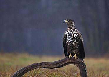 White-tailed eagle (Haliaeetus albicilla) sitting on a root, Poland, Europe