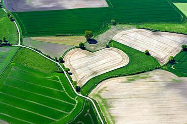 Heart, Field, Agriculture, Aerial view, Shape, Hearty, Heart shape, Tree, Way, Schleswig Holstein, Germany, Europe