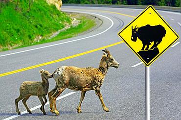 Verkerhrschild mit Bergziehen, Young mountain goat crossing the path with young one, composition, Rocky Mountains, Canada, North America