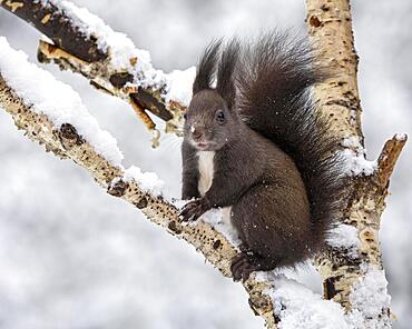 Eurasian red squirrel (Sciurus vulgaris) sitting on a birch tree in winter, Tyrol, Austria, Europe