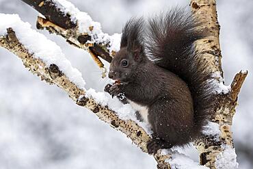 Eurasian red squirrel (Sciurus vulgaris) sitting with a hazelnut on a birch tree in winter, Tyrol, Austria, Europe