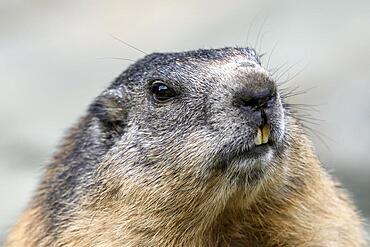 Alpine marmot (Marmota marmota), portrait, Hohe Tauern National Park, Carinthia, Austria, Europe