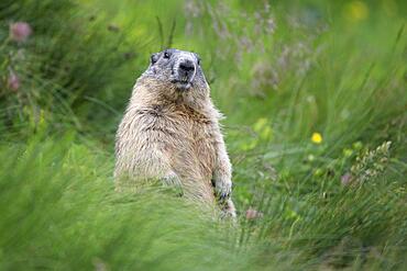 Alpine marmot (Marmota marmota), upright, alert, Hohe Tauern National Park, Carinthia, Austria, Europe