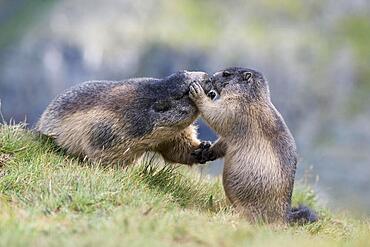 Alpine marmot (Marmota marmota), adult and young, Hohe Tauern National Park, Carinthia, Austria, Europe