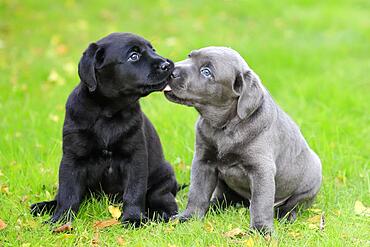 Labrador domestic dog (Canis lupus familiaris), two puppies sitting in the grass and sniffing each other, Rhineland-Palatinate, Germany, Europe