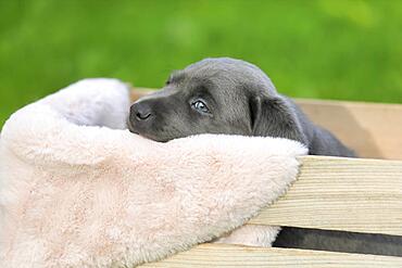 Labrador domestic dog (Canis lupus familiaris), puppy in a wooden crate, portrait, Rhineland-Palatinate, Germany, Europe