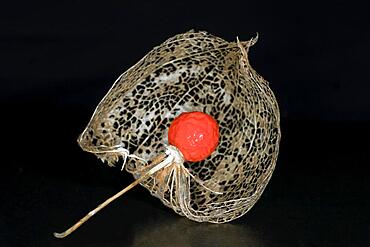 Japanese-lantern (Physalis alkekengi), ripe fruit in the pod, studio photography with black background