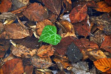 Lonely green bllatt in the shape of a heart floats between brown leaves