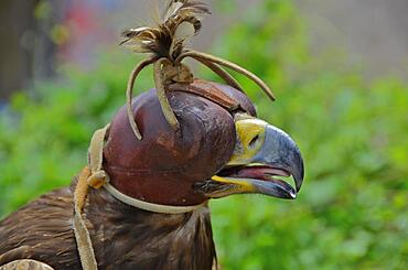 Head of golden eagle with bonnet in falconry