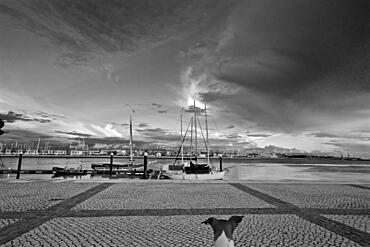 Dog at the marina of Portimao, Algave, Portugal, Europe