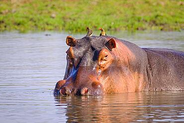 Hippo (Hippopotamus amphibius) face looks into camera. Lower Zambezi National Park, Zambia, Africa