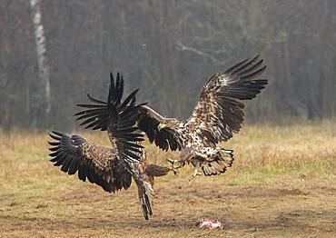 White-tailed eagle (Haliaeetus albicilla) in aerial combat, Poland, Europe