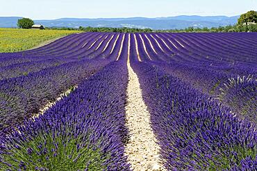 Common lavender (Lavandula angustifolia), Valensole, Departement Alpes-de-Haute-Provence, Provence-Alpes-Cote d'Azur, France, Europe