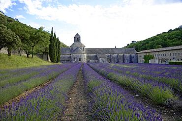 Cistercian abbey Abbaye Notre-Dame de Senanque, with lavender field, Vaucluse, Provence, Provence-Alpes-Cote d'Azur, France, Europe