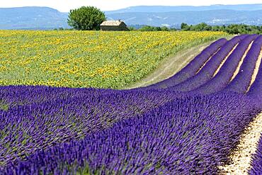 Common lavender (Lavandula angustifolia), Valensole, Departement Alpes-de-Haute-Provence, Provence-Alpes-Cote d'Azur, France, Europe