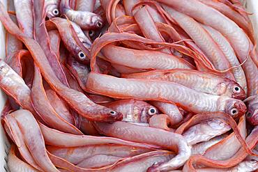 Fresh fish, Essaouira, Morocco, Africa