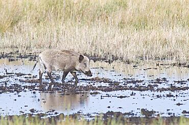 Wild boar (Sus scrofa), Mecklenburg-Western Pomerania, Germany, Europe