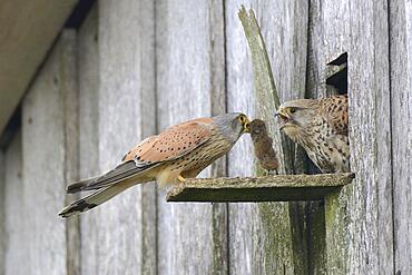 Common kestrels (Falco tinnunculus), mouse transfer, Emsland, Lower Saxony, Germany, Europe