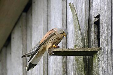 Common kestrel (Falco tinnunculus) with mouse, Emsland, Lower Saxony, Germany, Europe