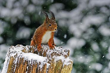 Eurasian red squirrel (Sciurus vulgaris) in the snow, Emsland, Lower Saxony, Germany, Europe