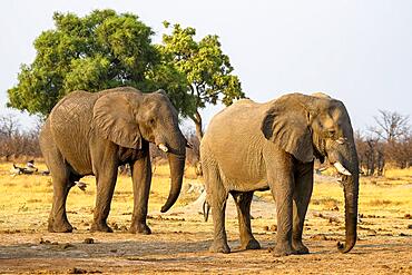 African elephant (Loxodonta africana), animals in a row, Savuti, Chobe National Park, Botswana, Africa