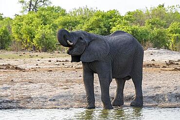 African elephant (Loxodonta africana), animal at waterhole, Savuti, Chobe National Park, Botswana, Africa