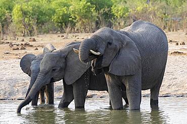 African elephant (Loxodonta africana), group at waterhole, Savuti, Chobe National Park, Botswana, Africa