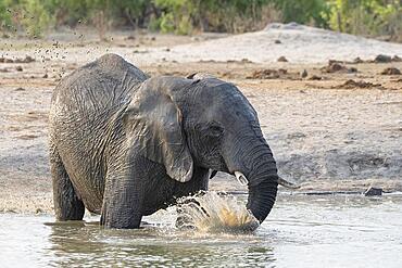 African elephant (Loxodonta africana), splashing at the waterhole, Savuti, Chobe National Park, Botswana, Africa