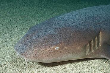 Close-up of head of atlantic nurse shark (Ginglymostoma cirratum), Caribbean, Curacao, South America