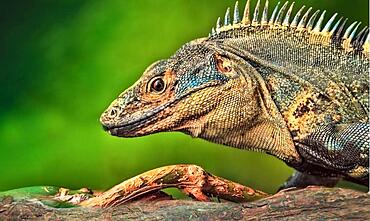 Close-up of a striped iguana, Iguana Striped Fiji iguana