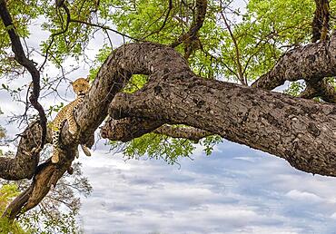 A cheetah in the branches of a tree, Cheetah in the tree in Serengeti, Tanzania, Africa