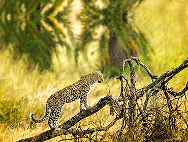 A cheetah in the branches of a tree, Cheetah in the tree in Serengeti, Tanzania, Africa