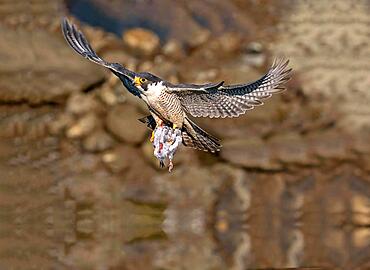 Hawk in flight with fish in its claws, hawk hunting food, common hawk hunting