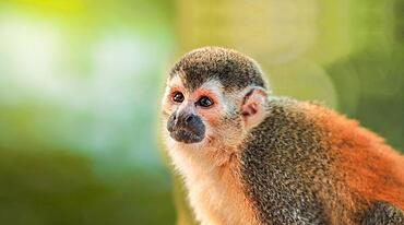 Squirrel monkey looking straight ahead, South American little ape squirrel monkey looking for something (Callicebus) known as squirrel monkey