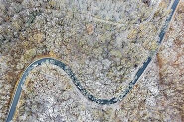 Winter landscape with hoarfrost over forest and road, aerial view, Pulkautal, Weinviertel, Lower Austria, Austria, Europe