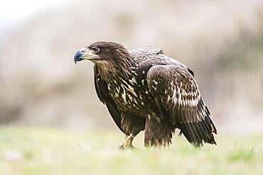 White-tailed eagle (Haliaeetus albicilla) standing in a meadow, Lower Austria, Austria, Europe