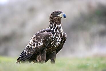 White-tailed eagle (Haliaeetus albicilla) standing in a meadow, Lower Austria, Austria, Europe