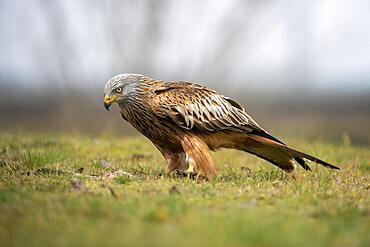 Red kite (Milvus milvus), with prey in meadow, Lower Austria, Austria, Europe