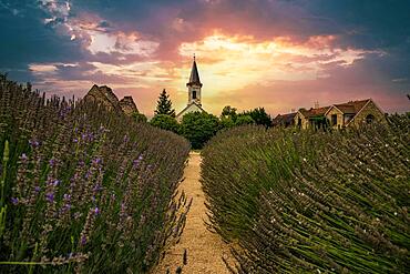 Common lavender (Lavandula angustifolia) farm with a church in the background and the sunset. flowering lavender, Doergicse at Lake Balaton, Balaton, Hungary, Europe