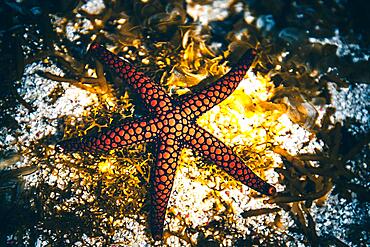 Red, Black starfish in water, Mauritius, Africa