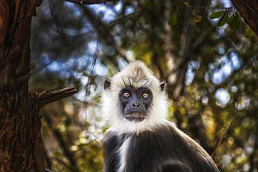 Monkey Indian langur (Semnopithecus), in tree, yala national park, Sri Lanka, Asia