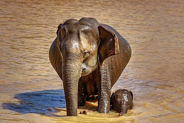 Elephant mum with baby bathing, yala national park, Sri Lanka, Asia