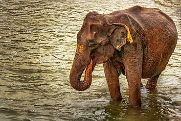 Elephants from the Uda Walawe Elephant Orphanage, Sri Lanka, Asia