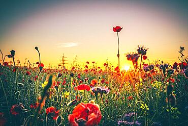 Flower meadow with corn poppy at sunset, Hesse, Germany, Europe