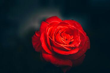 Red rose blossom against dark background, Hesse, Germany, Europe