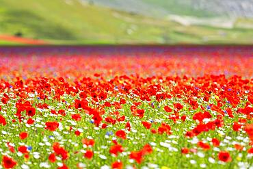 Blooming on plateau Piano Grande, Sibillini National Park, Umbria, Italy, Europe